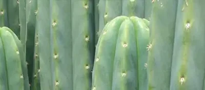 Abre las puertas de tu cielo